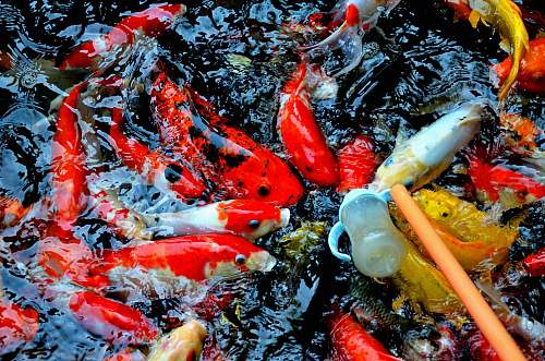 carp white, red, and yellow koi fish fish