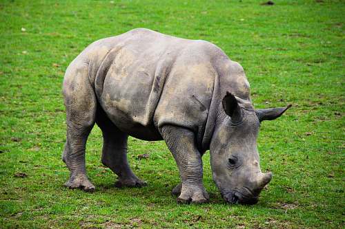 wildlife white rhinocerus elephant