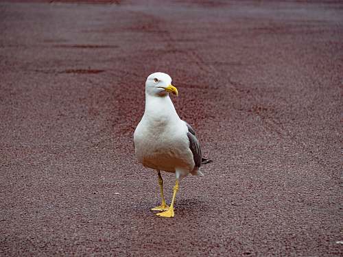 bird white seagull during daytime seagull
