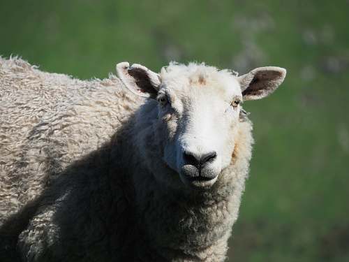 mammal white sheep sheep