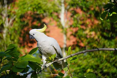 bird white small beaked bird parrot