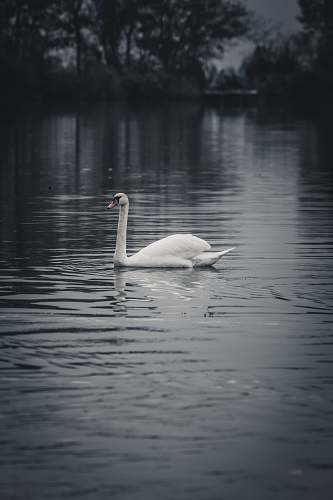 bird white swan on body of water water