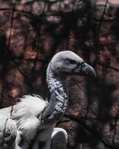 bird white vulture vulture