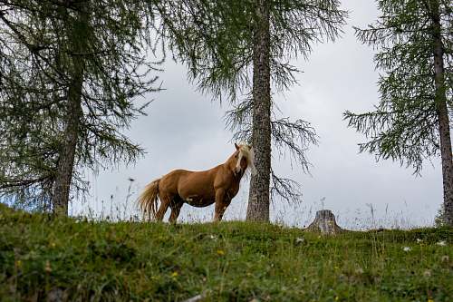 horse wildlife photography of brown horse beside pine tree during daytime mammal