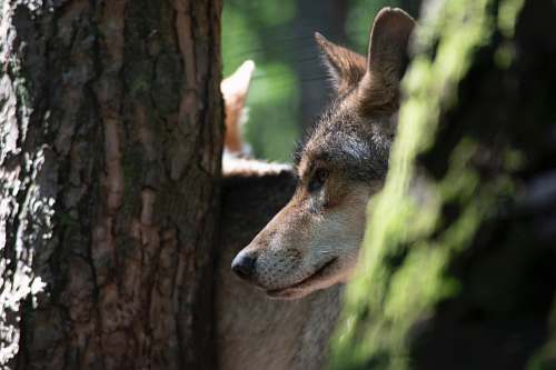 mammal wolf in forest kangaroo
