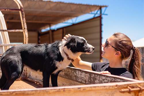 mammal woman facing on short-coated black dog outdoor dog