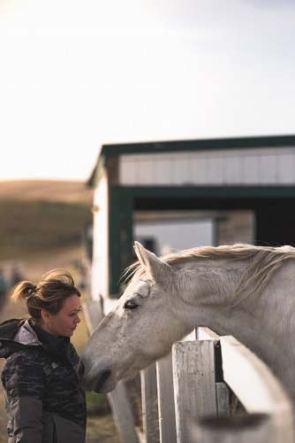 horse woman near white horse mammal