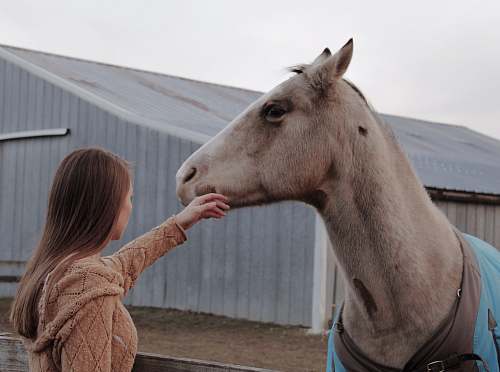 horse woman wearing brown hoodie holding brown horsde mammal