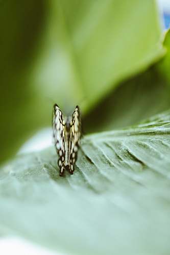 insect yellow and black butterfly on leaf invertebrate