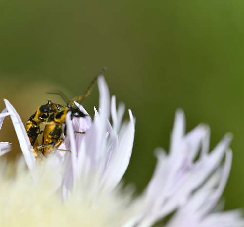 bee yellow and black insect on flower andrena