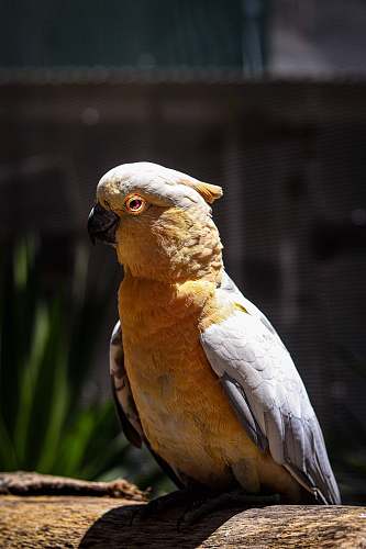 bird yellow and grey parrot parrot