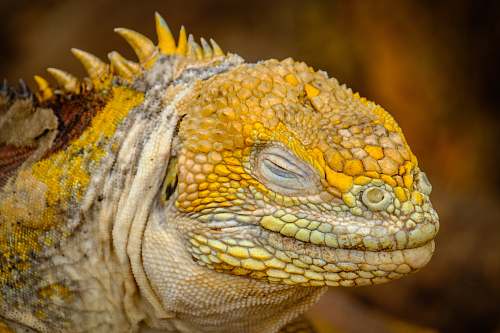 iguana yellow iguana lizard