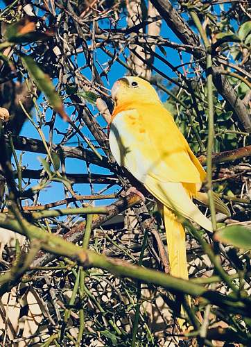 bird yellow macaw on tree branch parakeet