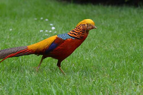 bird yellow, red, blue, and grey bird pheasant