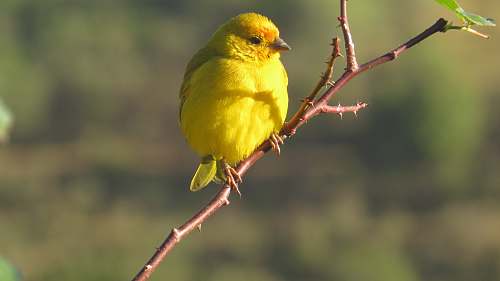 bird yellow small bird porches on plant branch canary