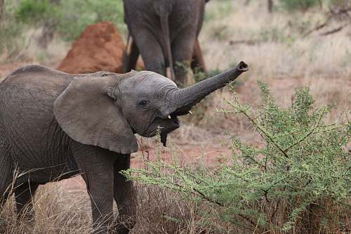 wildlife young elephant near green grass elephant