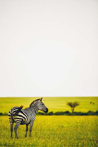 wildlife zebra on grass field zebra