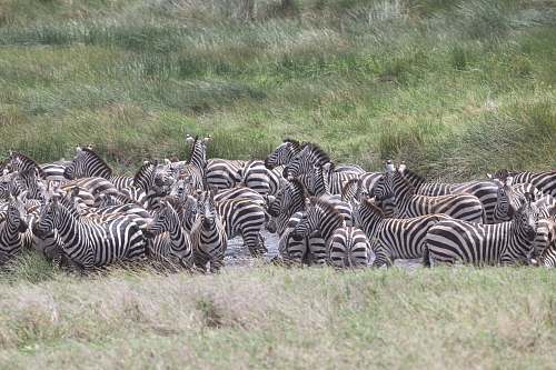 wildlife zebra resting on green grasses zebra