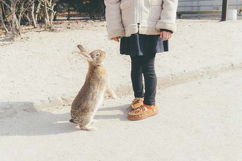 footwear rabbit about to stand in front of toddler shoe