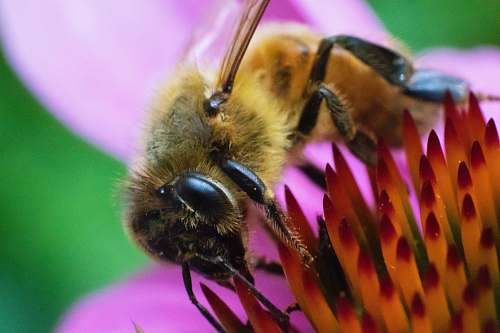 apidae brown and black bee on top of flower invertebrate