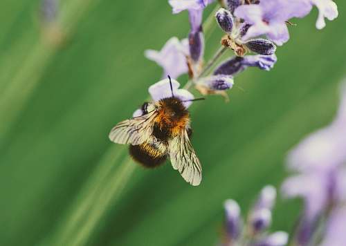 insect brown bee on flower animal