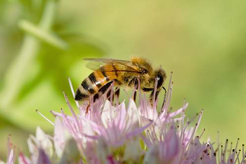 invertebrate macro photography of yellow and black wasp on pink cluster flower insect