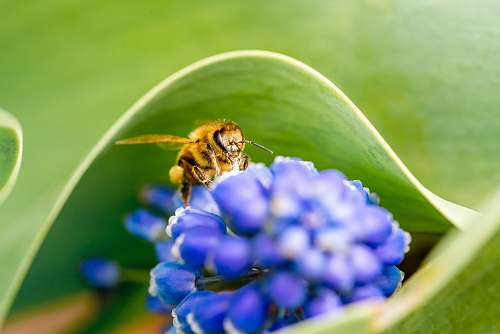 insect selective focus photography of brown bee on blue flower invertebrate