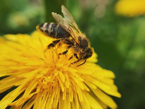 invertebrate yellow and black bee on flower close-up photography insect