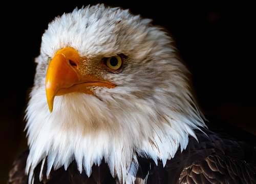 animal bald eagle eagle