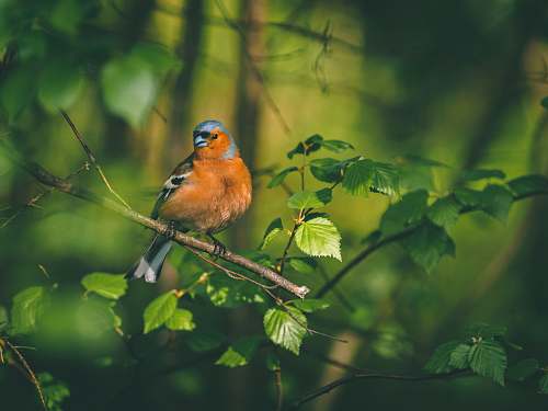 animal bird perched on branch jay