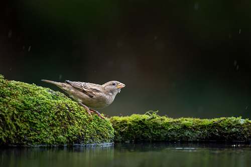 animal bird perching on mossy rock near water anthus