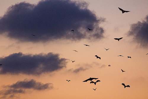 animal birds on sky flock