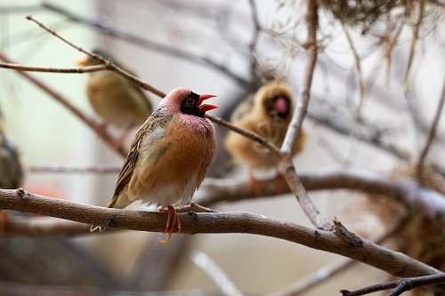 animal birds perches on branch finch