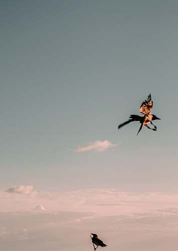 animal black and brown bird flying