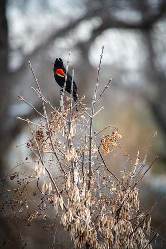animal black and red bird on tree agelaius