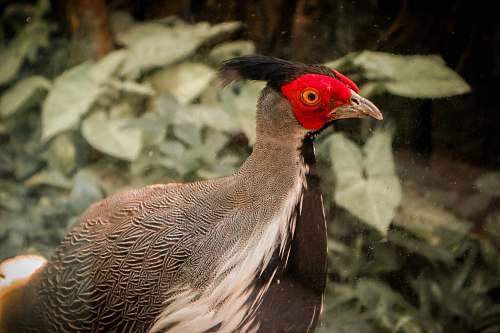 animal black and white bird in macro photography partridge