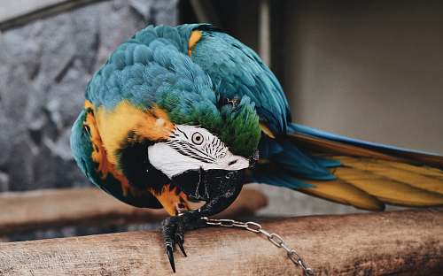 macaw blue and green macaw parrot