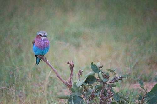 animal blue bird on plant bluebird