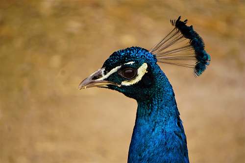 animal blue peacock illustration peacock