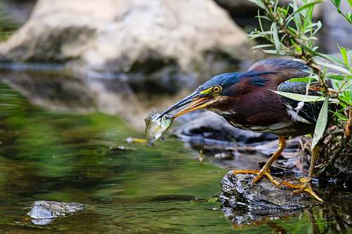 animal brown and black bird waterfowl