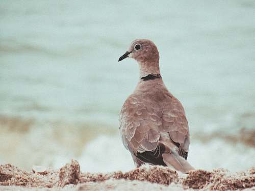animal brown bird pigeon