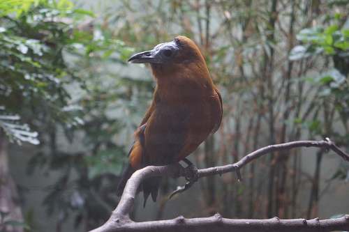 animal brown bird on branch grey