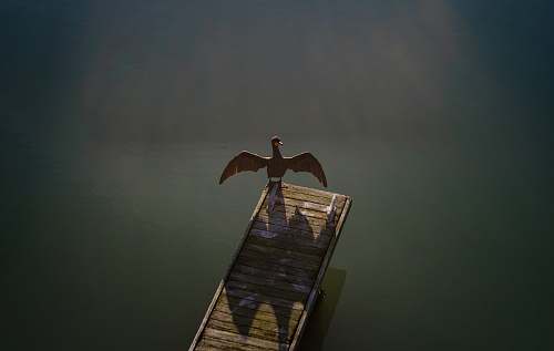 animal brown bird standing on brown wooden boardwalk cormorant