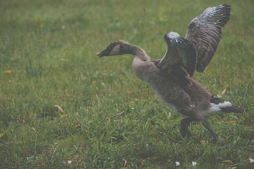 animal brown mallard duck on grass land goose