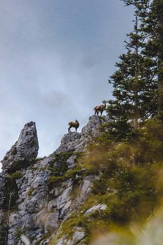 animal brown mountain goats on top of rocky mountain under gray sky goat