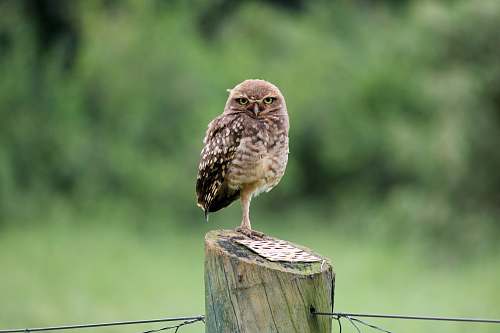 animal brown owl accipiter