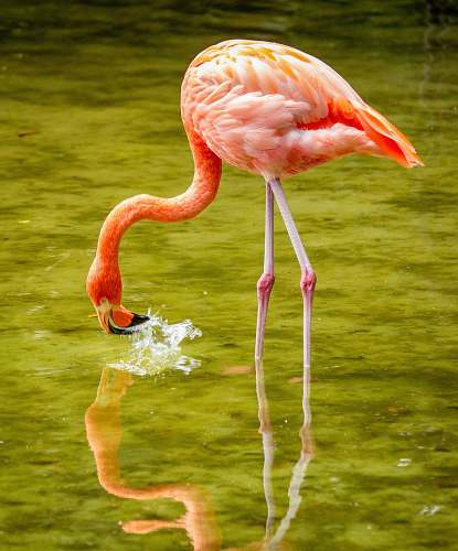 animal close-up of flamingo flamingo