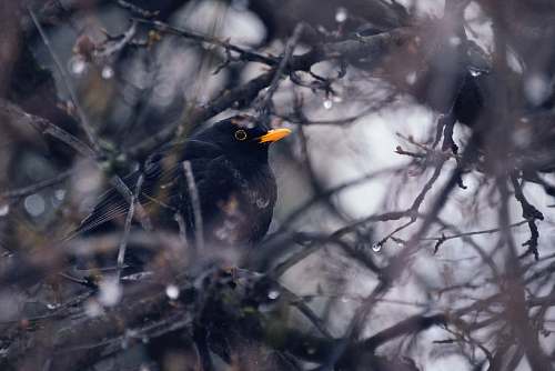 animal close-up photography of black bird on branches agelaius