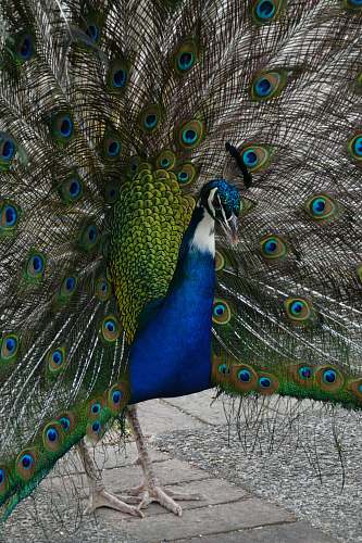 animal closeup photo of peacock peacock