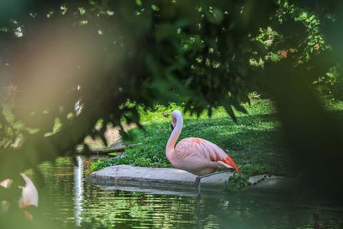 animal flamingo on body of water flock